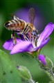 To bee a Bee.jpg